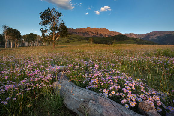Asters bloom under the San Juan Mountains