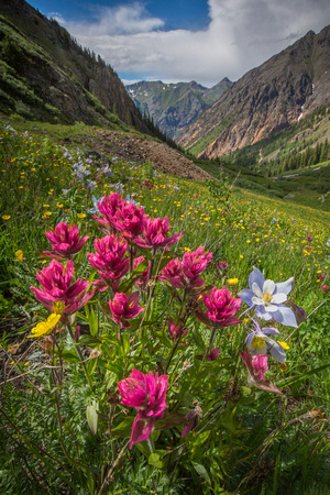 Stoney Pass wildflowers-34