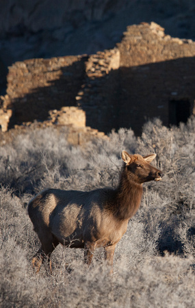 Chaco Canyon Elk