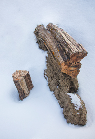 Petrified log in snow