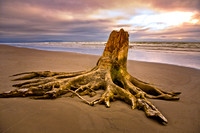 Beach tree Trunk