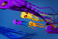 Kite Festival Flying Squid
