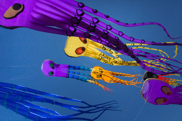 Kite Festival Flying Squid