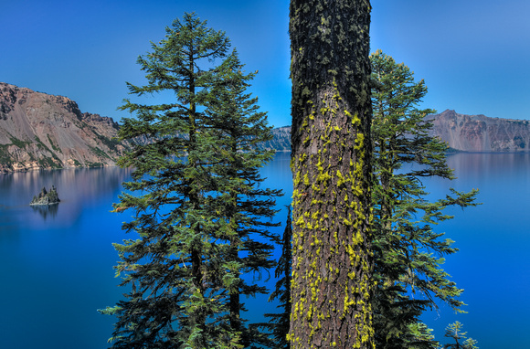 Crater Lake Pines