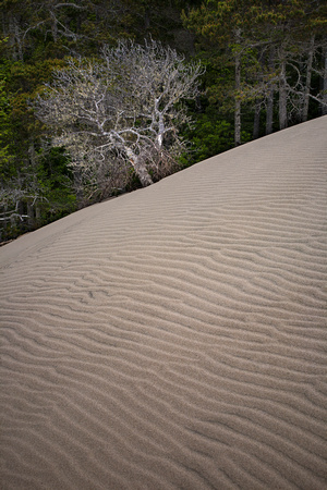 Oregon Dunes Dying Tree