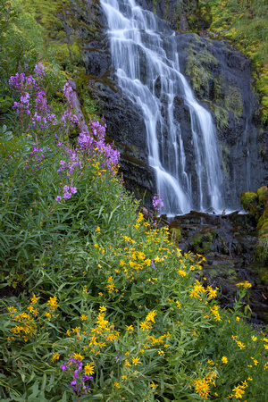 Videa Falls Wildflowers