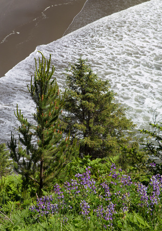 Oregon Coast Wave Lupine