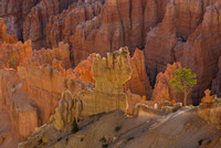 Bryce Point View