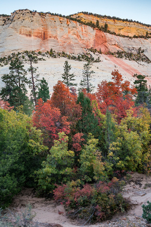 Checkerboard Mesa Autumn