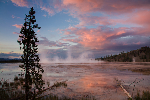 Grand Prismatic Sunset and Pine