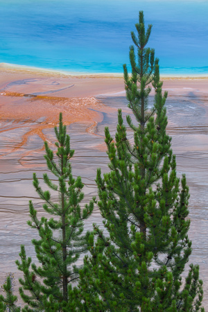 Grand Prismatic Pines
