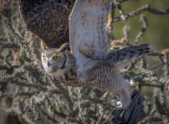 Great Horned Owl Launch