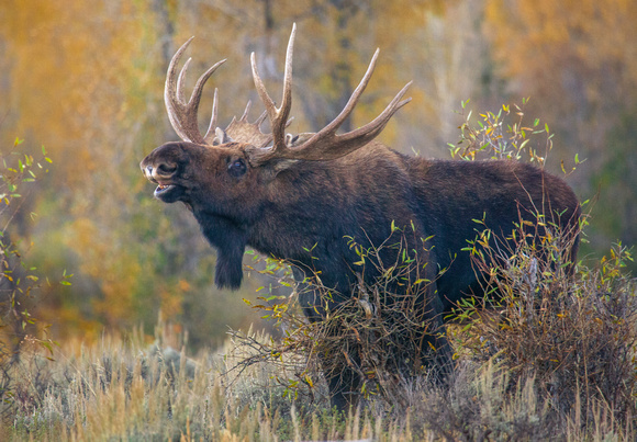 Autumn Bull Moose Grunt