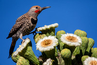 A Gilded Flicker Woodpecker. Saguaro Bloom