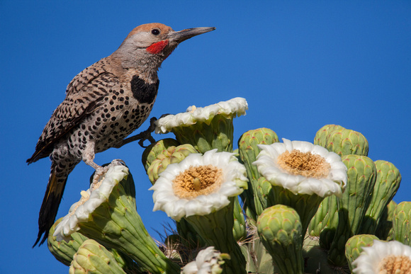 A Gilded Flicker Woodpecker. Saguaro Bloom