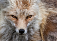 Red Fox Stare