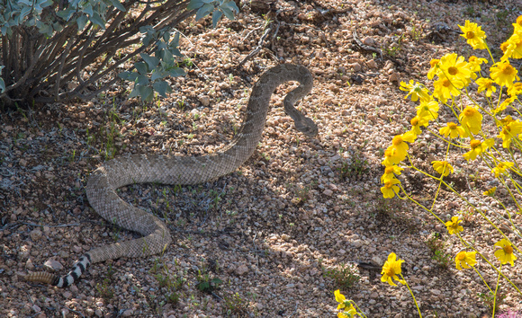 Spring Rattlesnake