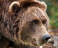 In the Eyes of a Grizzly
