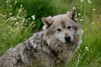 Grey Wolf Portrait