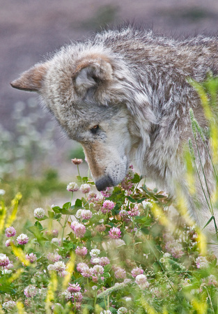 Wolf smelling clovers