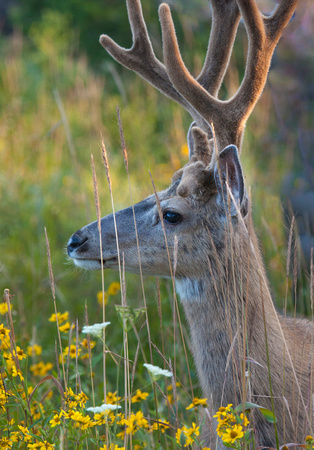Teton Deer Spring Scout