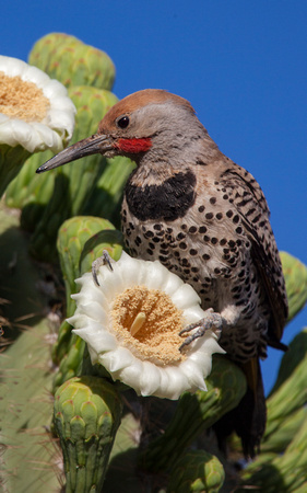 Gilded Flicker Woodpecker. Saguaro Bloom V.