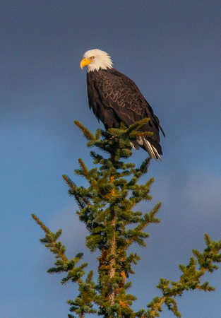 Bald Eagle, Snake River Perch
