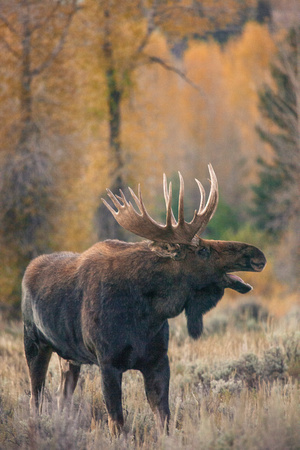 Autumn Bull Moose Amused