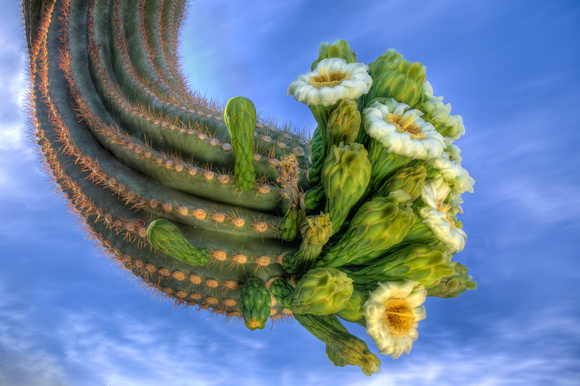 Saguaro Sky Bloom.
