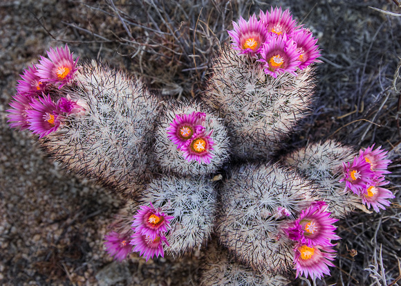 Pincushion Cactus Bloom