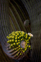 Saguaro Blooms-125