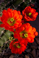 Claretcup Cactus Blooms