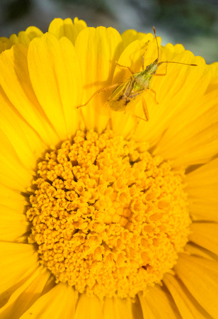 Desert Marigold Bug.
