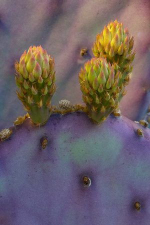 Santa Rita Prickly Pear cactus buds