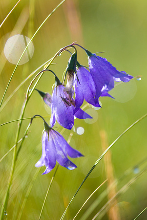Harebell bloom after the rain