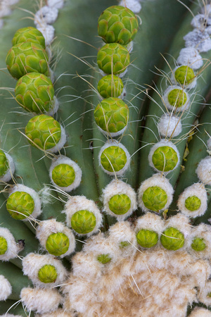 Saguaro Buds