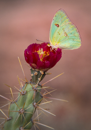 Staghorn Cactus Bloom & Butterfly