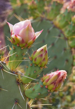 Prickly Pear Pink