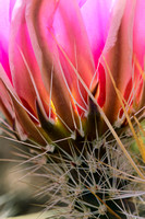 Strawberry Hedgehog cactus bloom