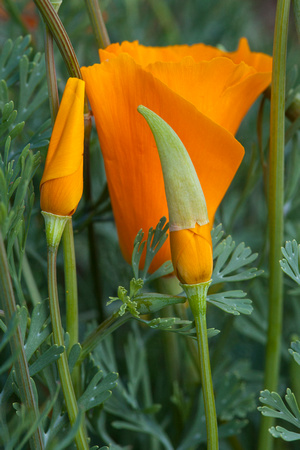 Opening Mexican Gold poppies.