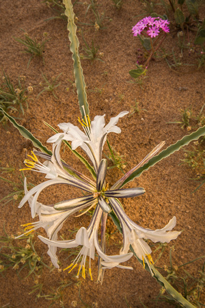 Desert Lily Crescent