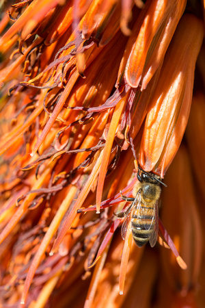 Bee on Agave bloom