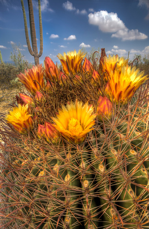 Barrel Cactus bloom