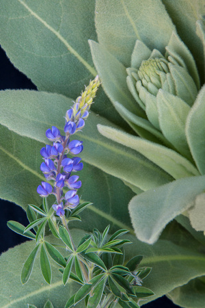Common Mullen and Lupine.