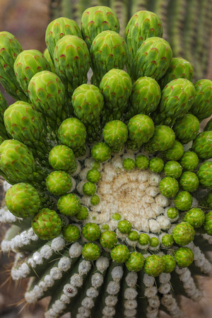 Saguaro Buds Spiral