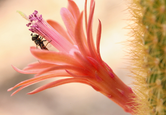 Cactus bloom Bee