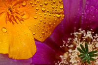 Poppy & Headghog bloom