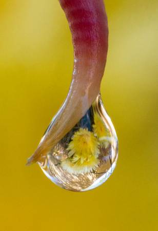 Fish Hook Barrel Cactus flower Drop