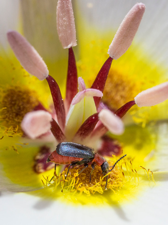 The Beetle and Sego Lily