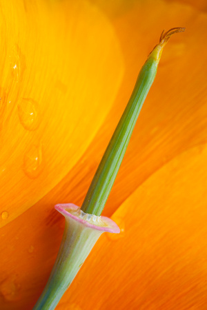 Gold poppy seed stem